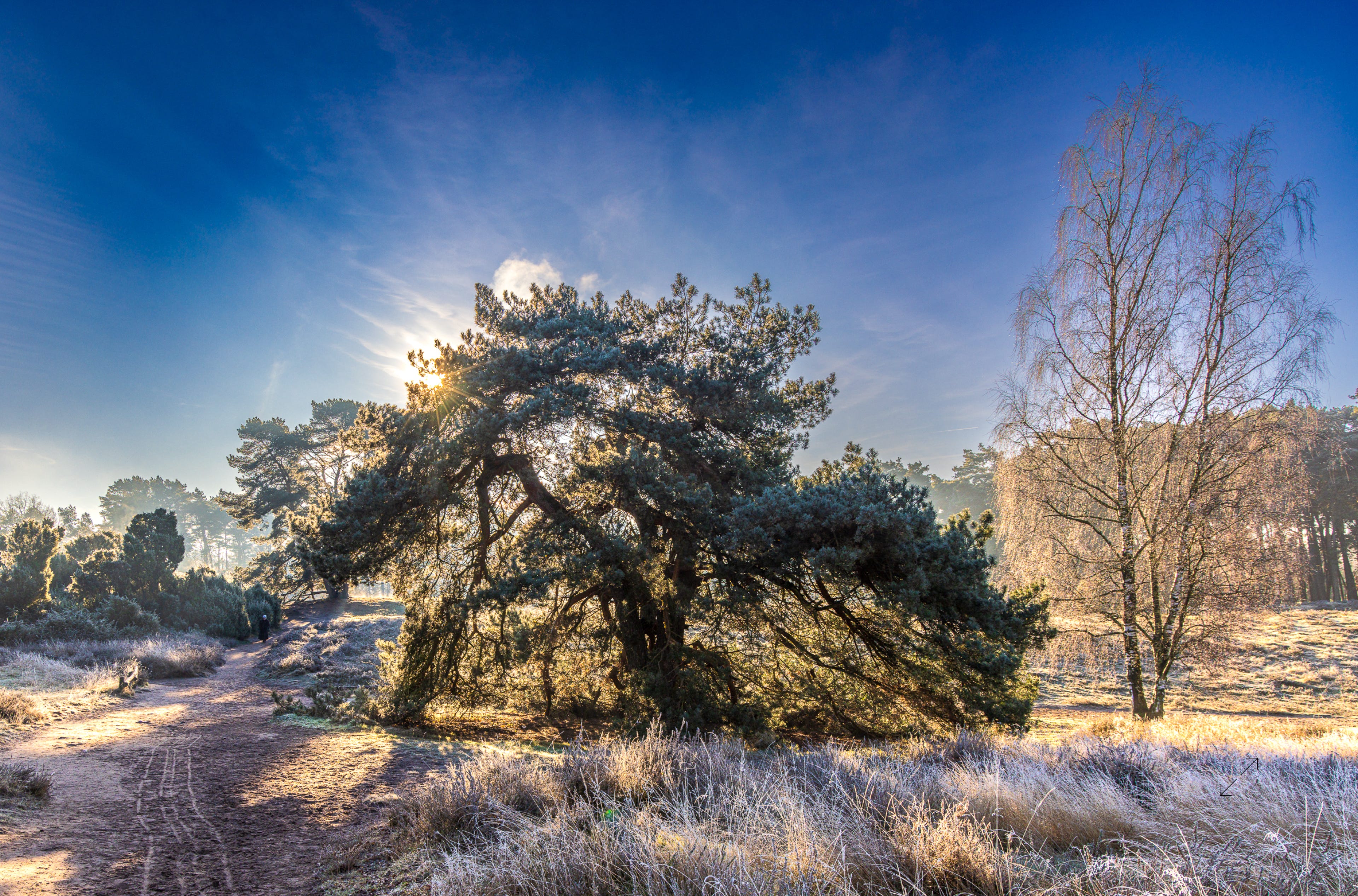 Frost in der Westrupper Heide